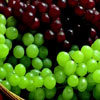 Праздник виноградарей - Трифон Зарезан