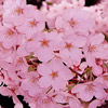 О-ханами — фестиваль цветения сакуры