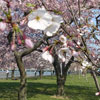 Национальный фестиваль цветения вишни / National Cherry Blossom Festival