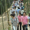Фестиваль бамбука / Damyang Bamboo Festival