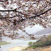 Фестиваль цветения вишни / The Cherry Blossom Festival