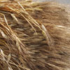 Праздник пшеницы