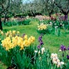 Фестиваль ирисов / Giardino dell'Iris - Iris Garden