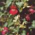 Маурандия антирриноцветковая