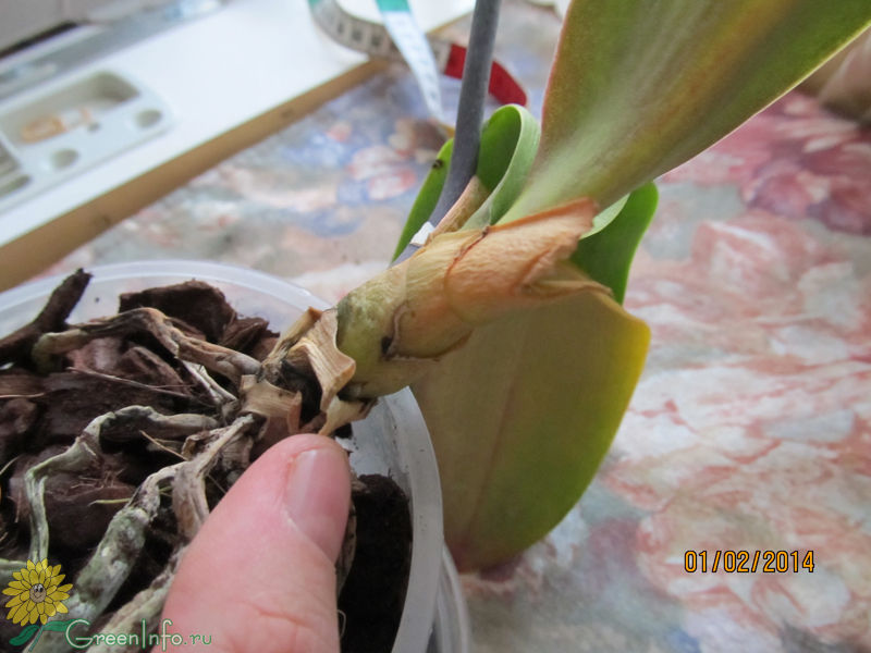 Почему орхидея вянет и что делать. Орхидея фаленопсис сгнили корни. Орхидея фаленопсис вянут листья. Орхидея фаленопсис пожелтели листья. Корневая гниль у орхидей.