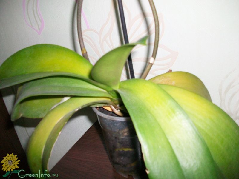 Почему желтеют листья у орхидеи? Как поливать орхидею правильно?