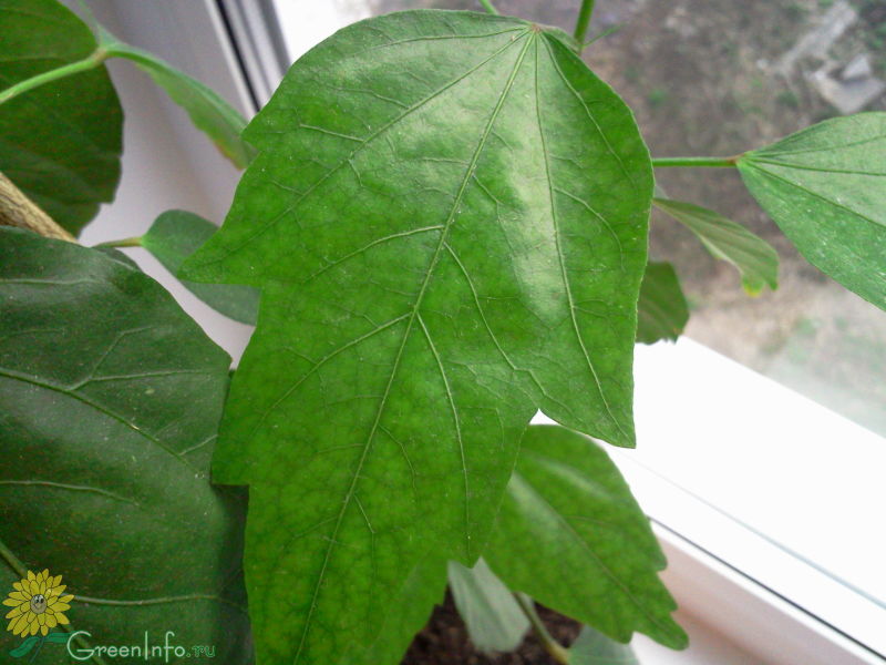 Форма листа гибискуса. Гибискус комнатный листья. Кленовый гибискус. Гибискус форма листа. Гибискус с трехпалыми листьями.
