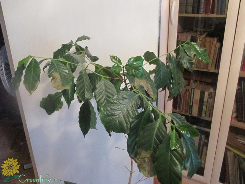 Кофейное дерево сохнут листья. Кофе Арабика комнатное растение. Чернеют листья у кофе Арабика. Кофе Арабика сохнут листья. Кофейное дерево Арабика сохнут листья.
