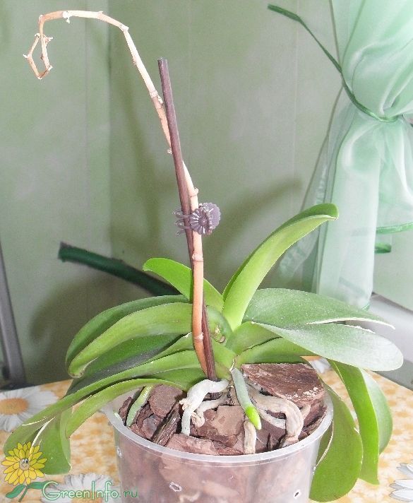 Орхидея в горшке желтеют листья. Орхидея доращивает цветонос. Орхидея фаленопсис цветонос. Отцвевший цветонос у орхидеи. Орхидея фаленопсис отцвела.