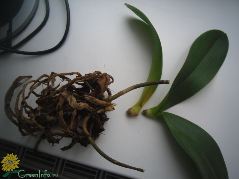 Орхидея потеряла листья что делать. Орхидея фаленопсис корни. Орхидея фаленопсис сгнили корни. Дендробиум фаленопсис гнили. Корневая шейка орхидеи фаленопсис.