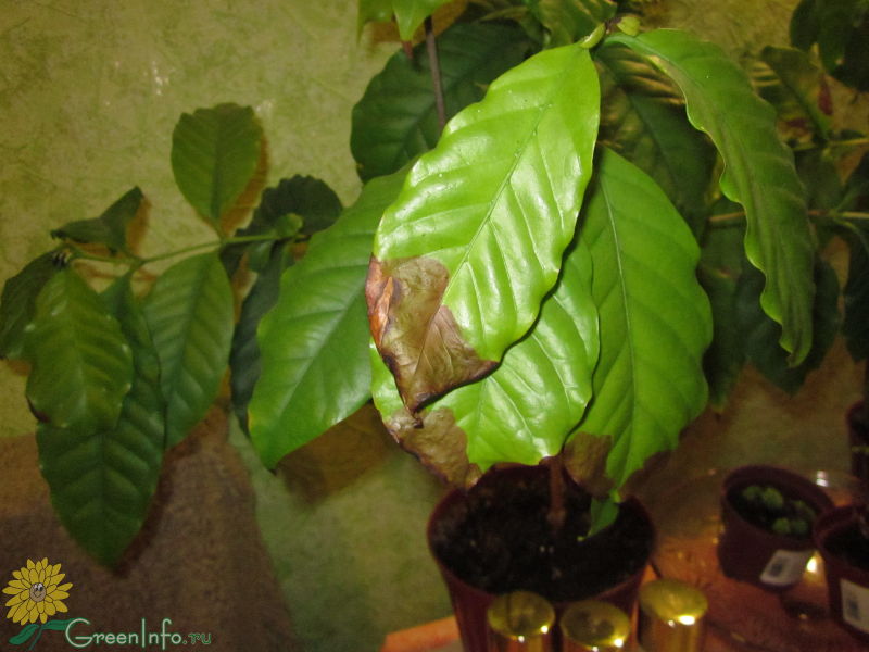 Кофейное дерево сохнут листья. Кофе Арабика растение. Дерево кофе Арабика. Коричневая пятнистость кофейного дерева. Кофе Арабика комнатное растение болезни.