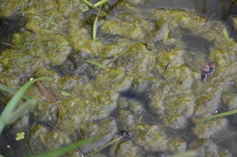 Водоросли слизь. Слизь в реке. В пруду коричневые водоросли. Прозрачные слизни в пруду. Зеленая слизь в реке.