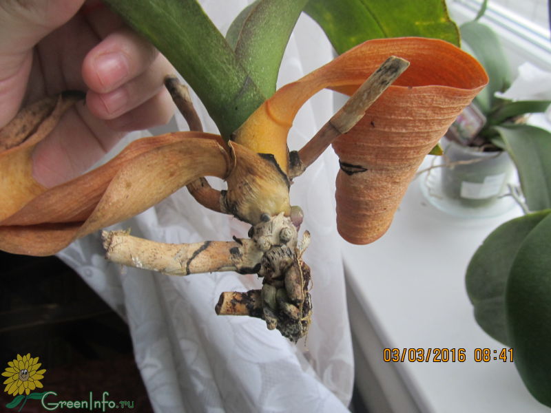 Почему орхидея вянет и что делать. Орхидея фаленопсис пожелтели листья. Пожелтения листа орхидеи. Орхидея фаленопсис корни. Орхидея фаленопсис сохнут корни.