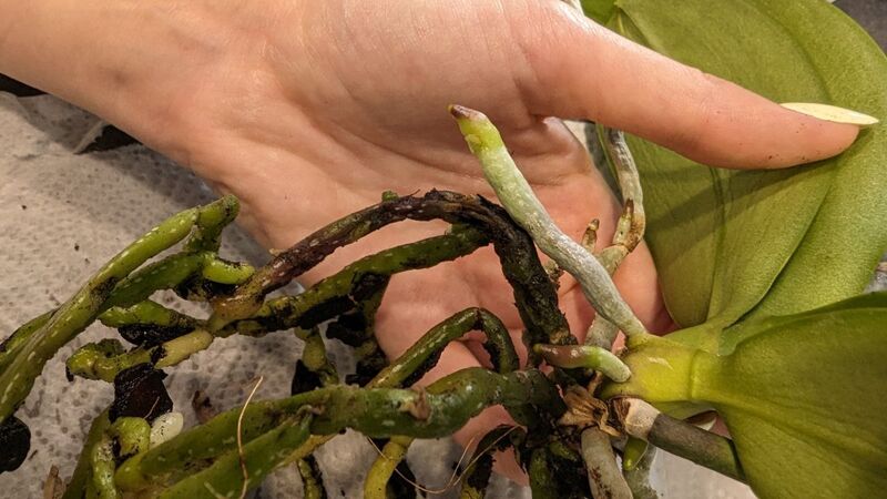 Гнилые корни и реанимация - Форум - Фаленопсис - Орхидеи - Комнатные  растения - GreenInfo.ru