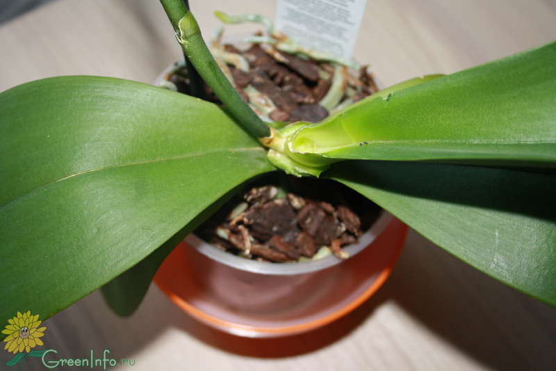 Орхидея потеряла листья что делать. Сломанные листья орхидей. Сломался лист у орхидеи. У фаленопсиса отвалилась верхушка. Сломался лист у детки орхидеи.