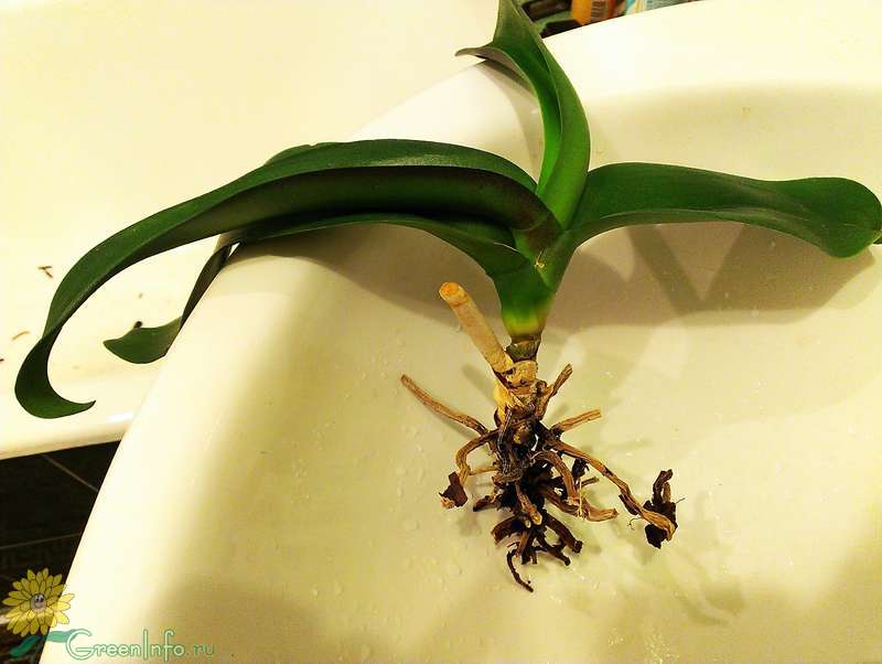 Почему у орхидеи сгнили корни и как можно реанимировать растение, если оно погибает?