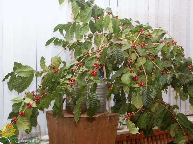 Кофе «арабика» или кофейное дерево