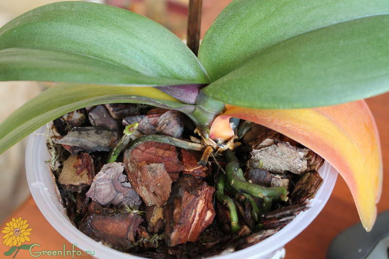Почему у орхидеи вялые листья что делать. Сохнут листья у орхидеи фаленопсис. Орхидея фаленопсис пожелтели листья. Нематоды орхидей фаленопсис. Меристема у орхидеи.