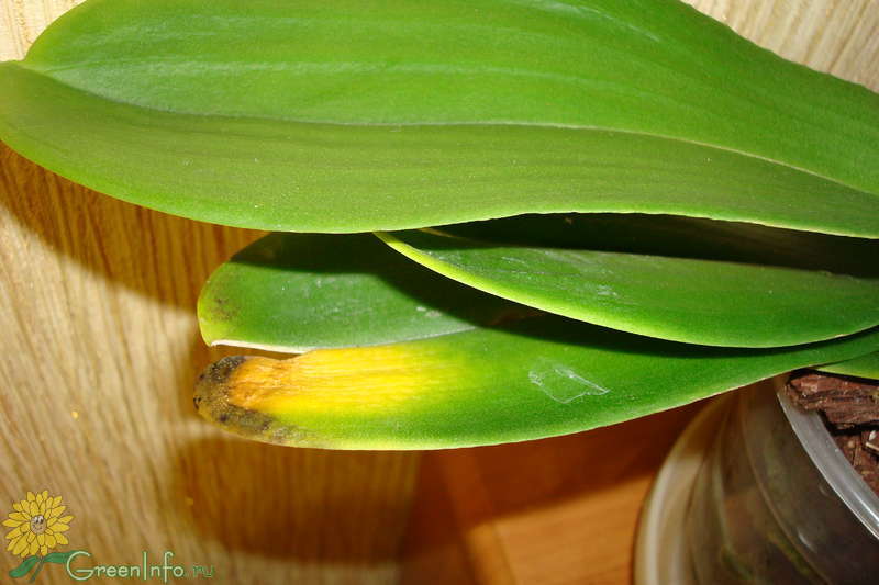 Орхидея в горшке желтеют листья. Темный лист у фаленопсиса. Пожелтение края листа фаленопсиса. Желтая каемка на листьях орхидеи. Орхидея желтая с пятнами.