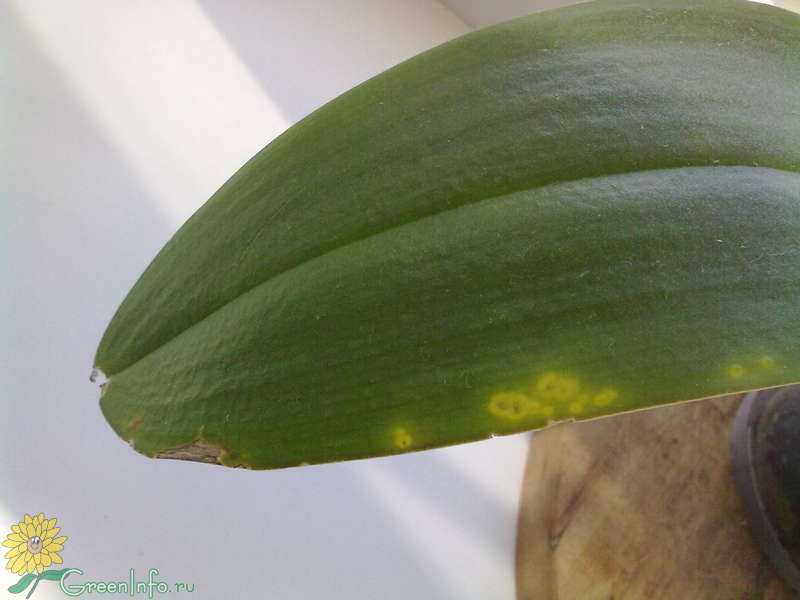 Пятна На Листьях Орхидей Фото