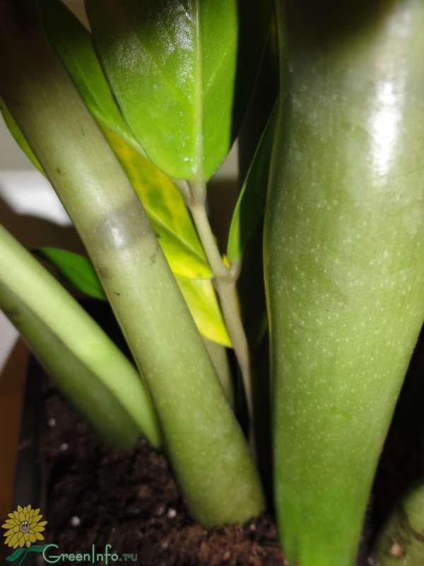 Замиокулькас желтеет после пересадки. Замиокулькас болезни корни. Размножение замиокулькаса листом. У замиокулькаса пожелтели листья. Листья замиокулькаса вялые.