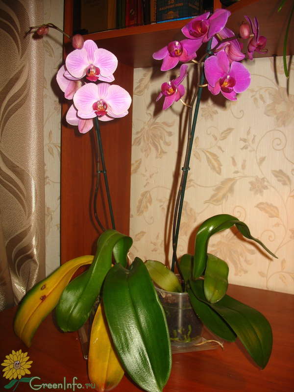 Подарили орхидею в горшке. Орхидеи в подарок женщине на день. Орхидея как подарок на день рождения дома фото. Подарили орхидею в горшке как ухаживать. Подарили орхидею как за ней ухаживать.