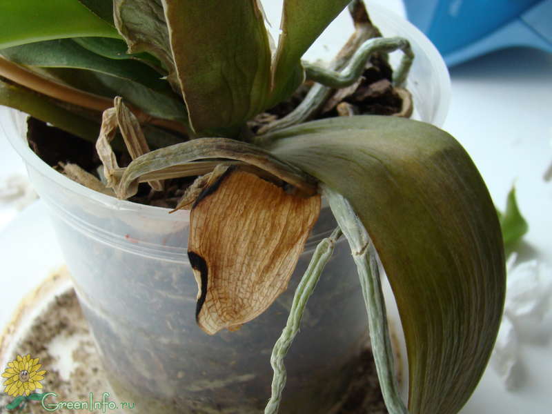 Почему у орхидеи вялые листья что делать. Орхидея фаленопсис корни. Орхидея фаленопсис листья вялые. Орхидея фаленопсис пожелтели листья. Орхидея фаленопсис завядающее.