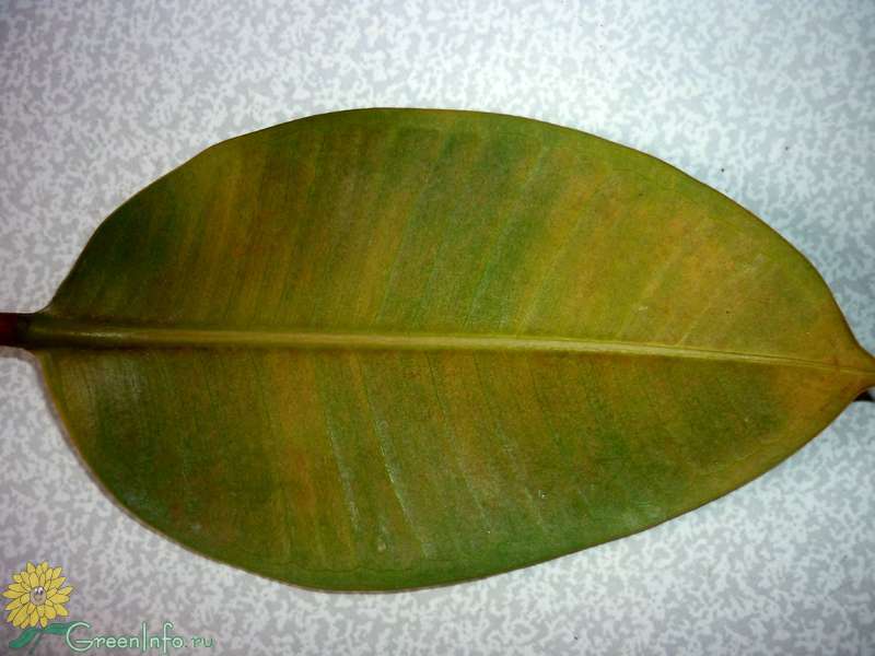 Фикус каучуконосный желтеют листья. Бурая пятнистость фикус каучуконосный. Болезни фикуса каучуконосного. Антракноз фикуса каучуконосного. Фикус каучуконосный болезни листьев.