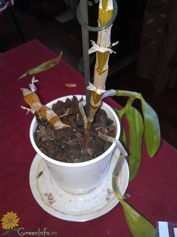 Как понять жива ли орхидея: диагностируем здоровье растения