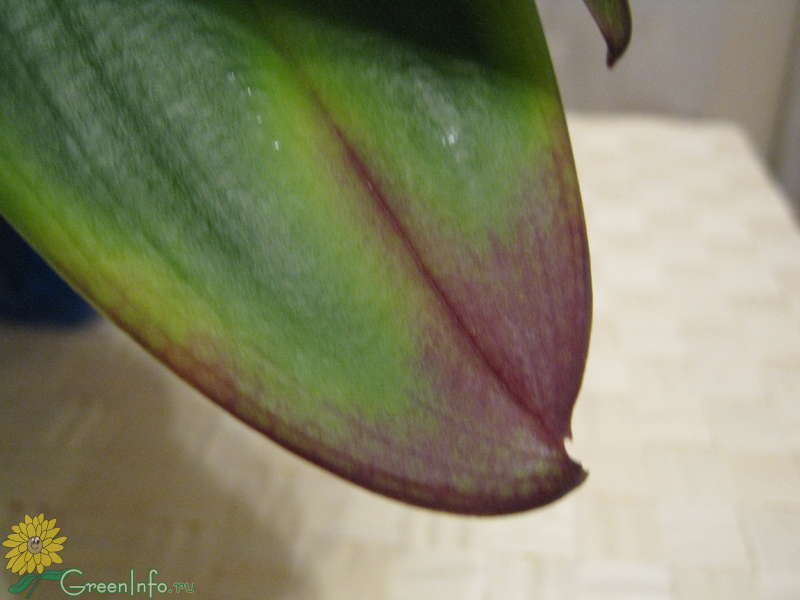 Почему чернеет орхидея. Антракноз фаленопсиса. Бурая пятнистость орхидеи. Пожелтение края листа у орхидеи. Лист орхидеи.