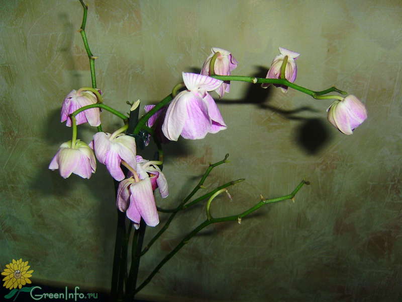 Скинь цветок. Фаленопсис повяли цветы. Фаленопсис цветы вянут. Орхидея завяла. Увядающая Орхидея.