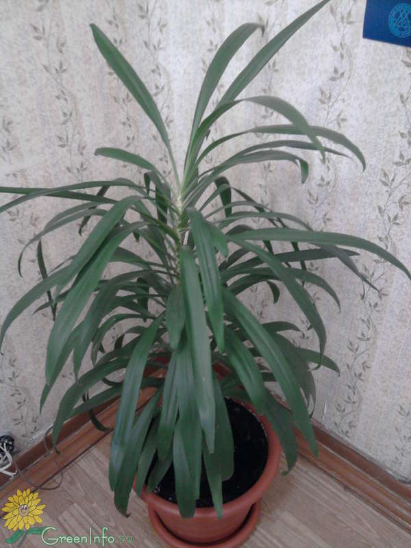 Пальмовидные комнатные растения (67 фото)