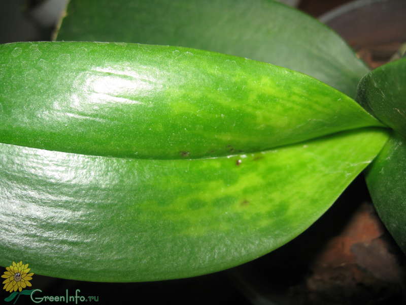 Пятна На Листьях Орхидей Фото