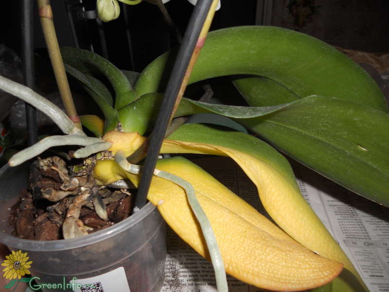 Почему у орхидеи желтеют нижние