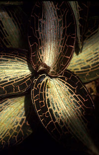 Анектохилус Jewel Orchid