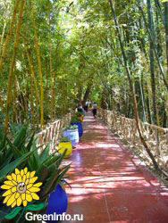 Бамбуковая плантация на входе