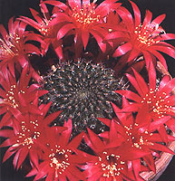 Rebutia Minuscule Grandiflora