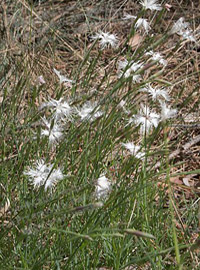 Гвоздика песчаная (Dianthus arenarius)