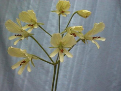 Pelargonium articulatum - цветок