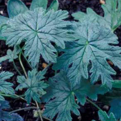 Pelargonium articulatum - листья