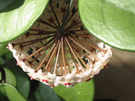 Hoya pubicalyx cv. 'Little Star'