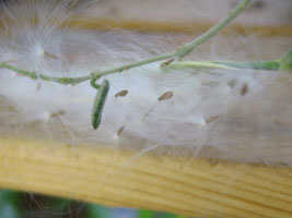 Hoya serpens (семена)