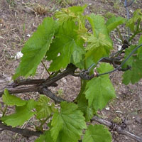 Виноград - формирование лозы