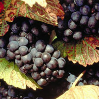 Спелая гроздь винограда