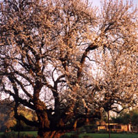 Взрослое дерево черешни