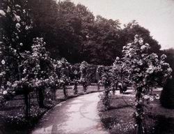 Канатная аллея из роз в саду Багатель (фото 1910 года)
