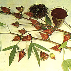 Гибискус Суданская роза - знаменитый чай Каркадэ