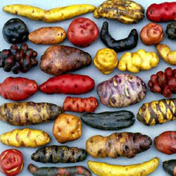 А такой картофель выращивают в Андах и Перу