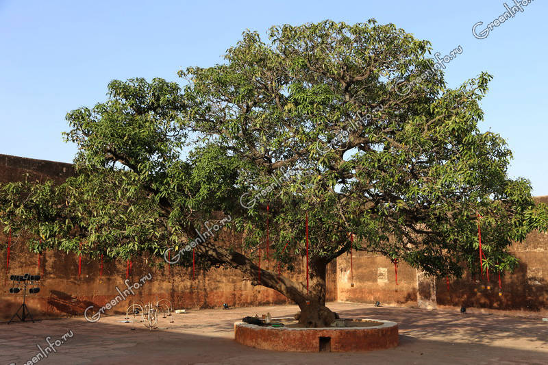 Дерево Манго В Домашних Условиях Фото