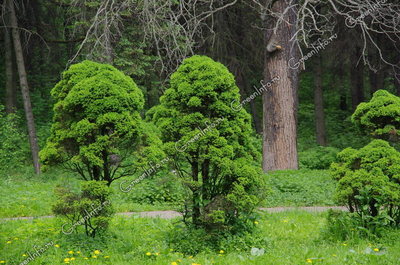 Хвойные растения - Декоративные деревья и кустарники - GreenInfo.ru